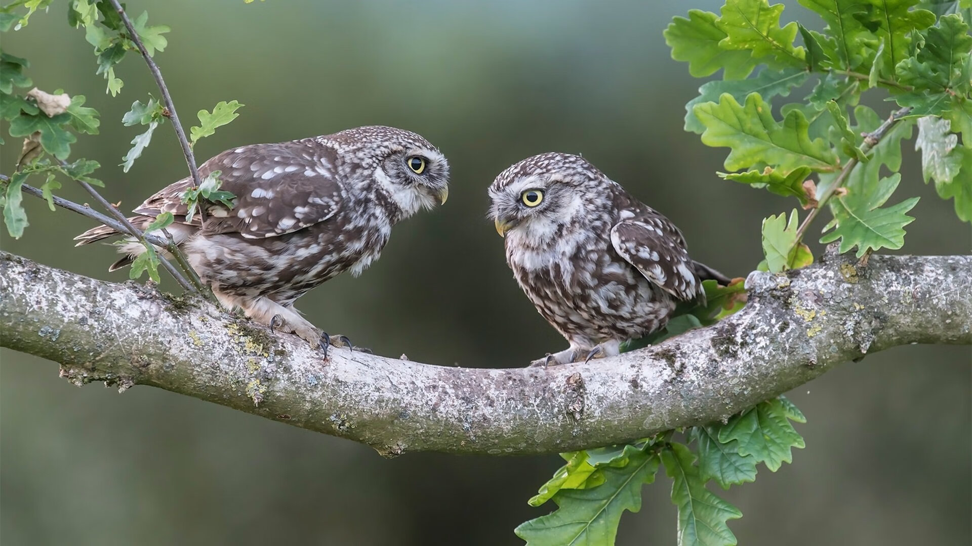 库里：单场远距离三分突破52分，刷新个人最高纪录！，库里远距离三分球视频大全