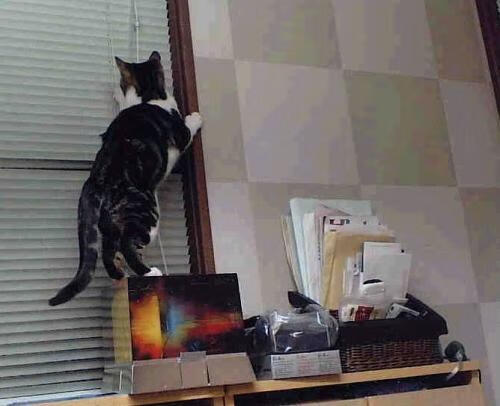 中国篮球国家队教练团队亮相，战略调整引期待，中国篮球国家队教练是谁