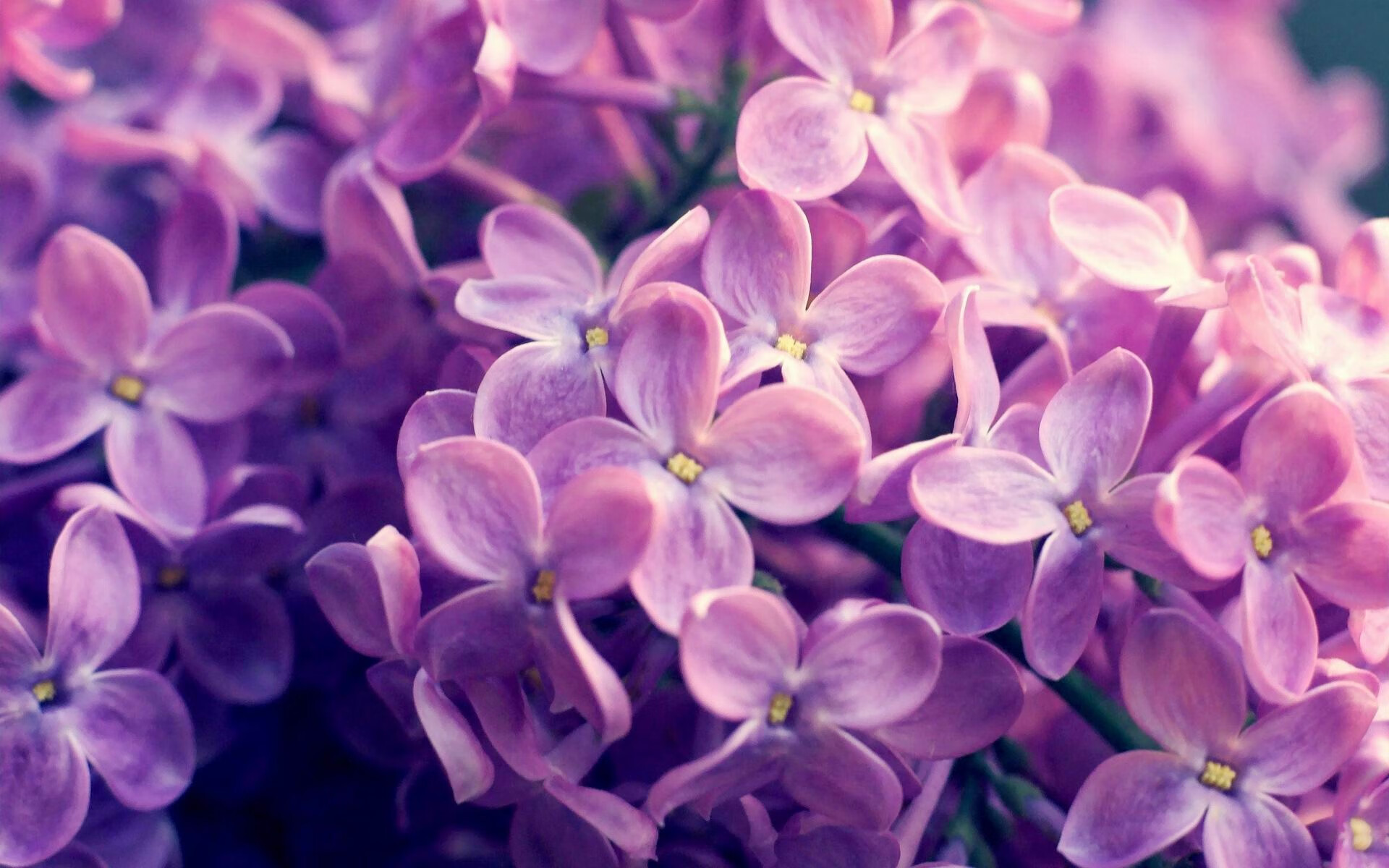 在季后赛关键战中,蒂伊多次抢断反击,成为球队防守的“定海神针”!