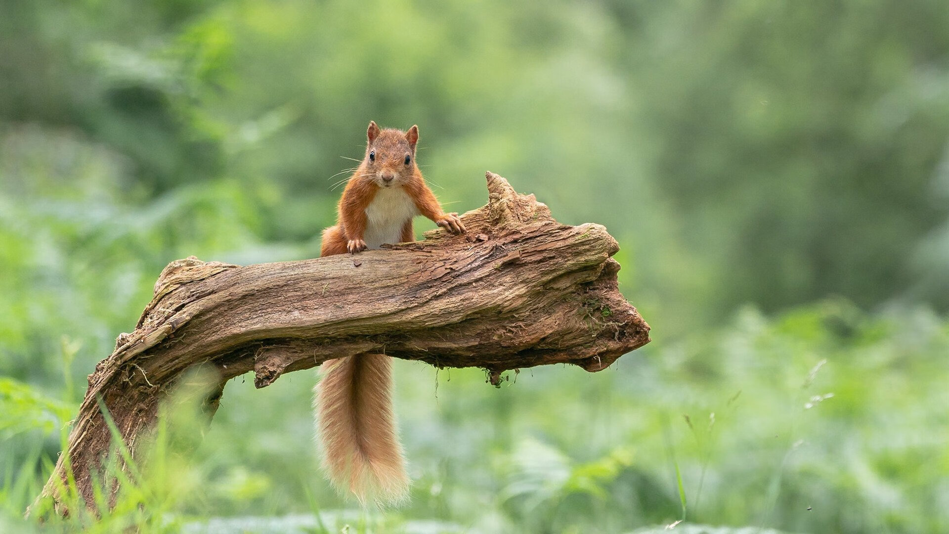 大赛期间:运动员的饮食与恢复秘籍,运动员比赛期间如何合理膳食